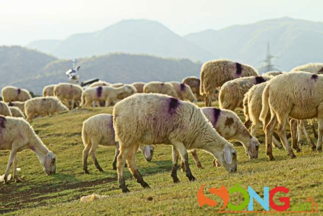 Phổ biến và đỡ tốn hơn là người ta quẹt màu lên lưng cừu để phân biệt đàn.