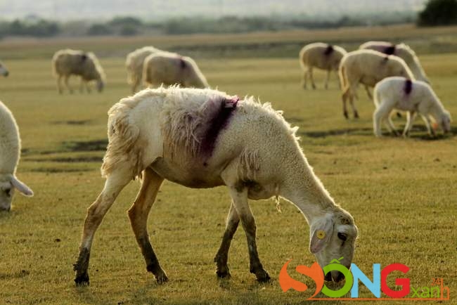 Lũ cừu vẫn tranh thủ gặm cỏ không ngừng nghỉ trên đường về nhà.