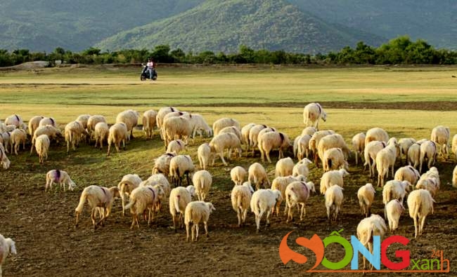 Khoảnh khắc mặt trời thả những tia nắng cuối, làm bừng lên đồng cỏ. Lữ khách thì mê mẩn cảnh thiên nhiên đẹp còn lũ cừu thì vẫn chỉ mải mê gặm cỏ.