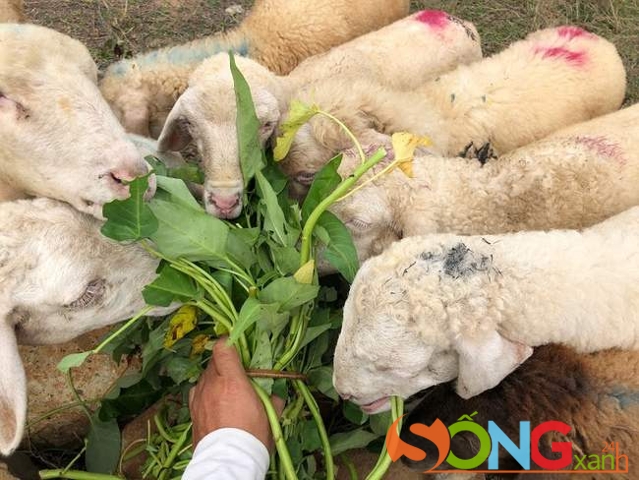 hứ dụ cừu đến gần dễ nhất: rau muống.