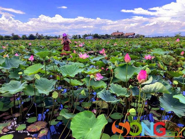 Du khách chụp hình giữa cánh đồng sen mênh mông bát ngát một màu xanh điểm màu hồng của hoa và nụ.