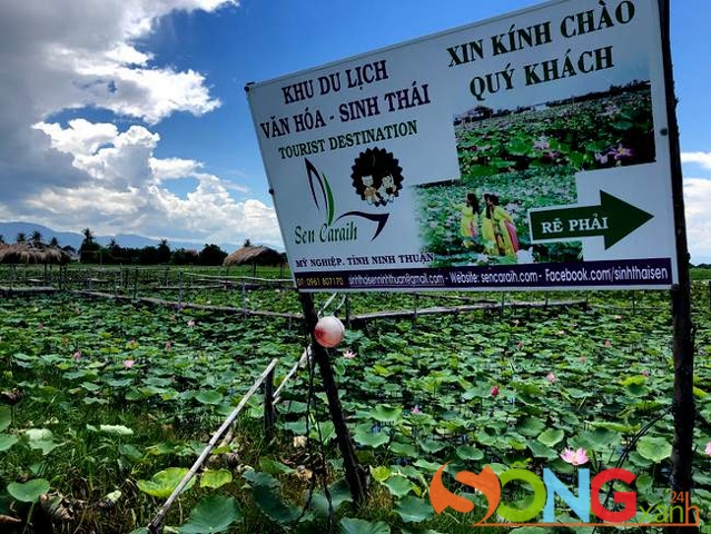 Tấm bảng chỉ dẫn cũng là cách để phân định ranh giới giữa các cơ sở kinh doanh trên cánh đồng sen rộng này.