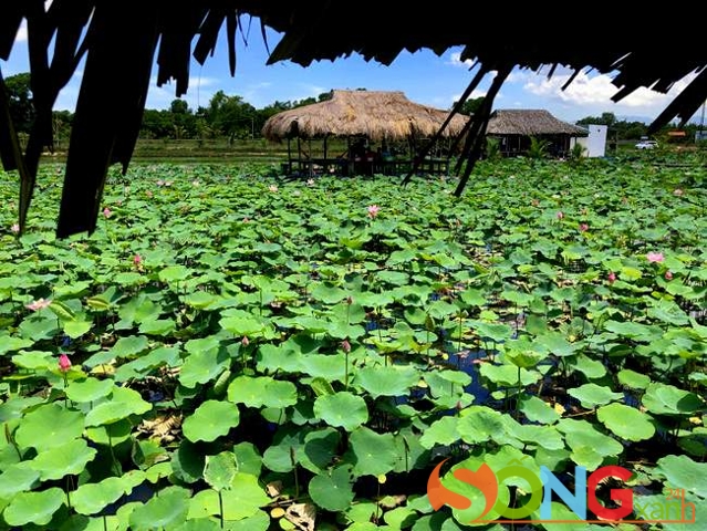 Một góc đồng sen Mỹ Nghiệp, nhìn từ cánh đồng của bà Hoa Tín, một phụ nữ Chăm Bà – la – môn đã khai thác du lịch nơi này được 2 năm sau khi trồng sen 3 năm trước đó.