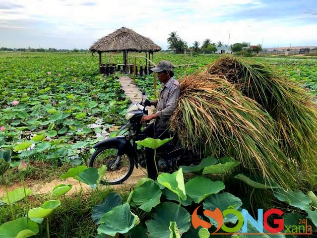 Lối đi giữa các ruộng sen, vừa đủ cho một chiếc xe chạy một chiều đi qua.