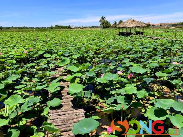 Lối đi thô mộc lẫn khuất trong những tán lá và nụ hoa.
