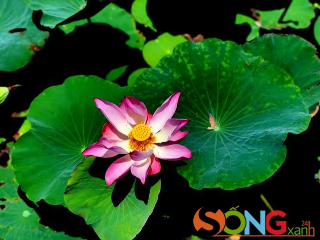 Mùa này, sen đang chuẩn bị nở nốt một vụ cuối Hạ. Bạn hãy thu xếp những ngày nghỉ cuối tuần về với Ninh Thuận thôi.