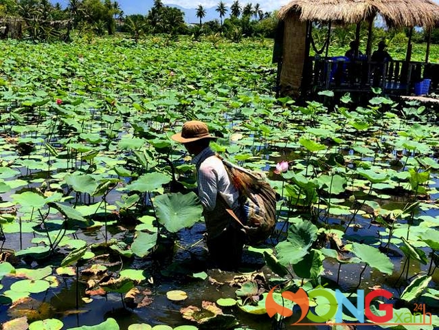Sau khi khách gọi món, có người lội ruộng đi hái đài sen về tách lấy hạt sen tươi phục vụ chế biến ngay theo thực đơn.