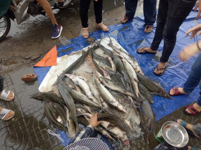 Giá cá trung bình ở đây là 100.000 đồng /kg.