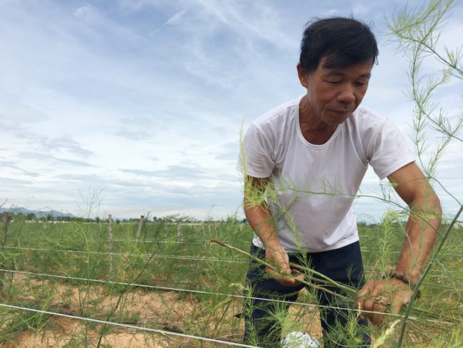 Ông Cường chăm sóc vườn măng tây của mình.