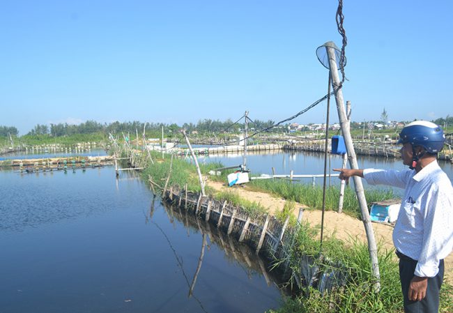 Nhiều ao nuôi tôm nước lợ vùng triều thất bát trong vụ mùa vừa qua. Ảnh: QUANG VIỆT