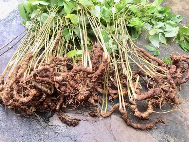 Sâm Ngọc Linh không có chất M - R2 Ảnh: một đơn vị kiểm định cung cấp