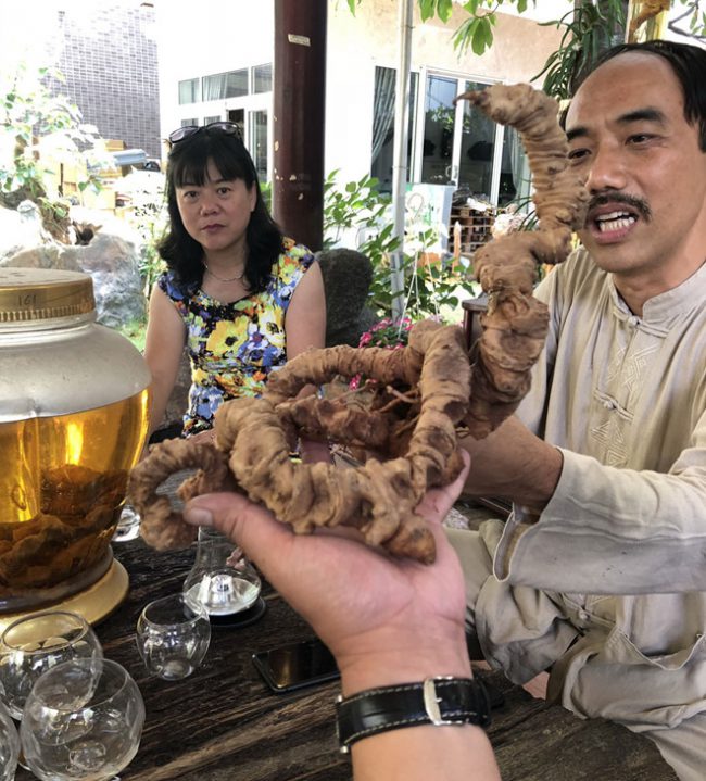 Anh Tuyền cho rằng có phước duyên mới tìm được củ sâm quý này Ảnh: Quang Viên