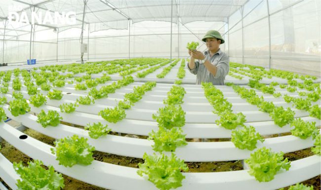 Áp dụng công nghệ mới vào sản xuất nông nghiệp sạch ở Hòa Vang. Trong ảnh: Sản xuất rau sạch theo công nghệ cao tại xã Hòa Ninh, huyện Hòa Vang.