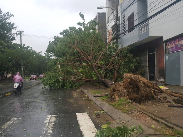 Cây xanh bật gốc trên vỉa hè ở TP Đà Nẵng - Ảnh: H.K.