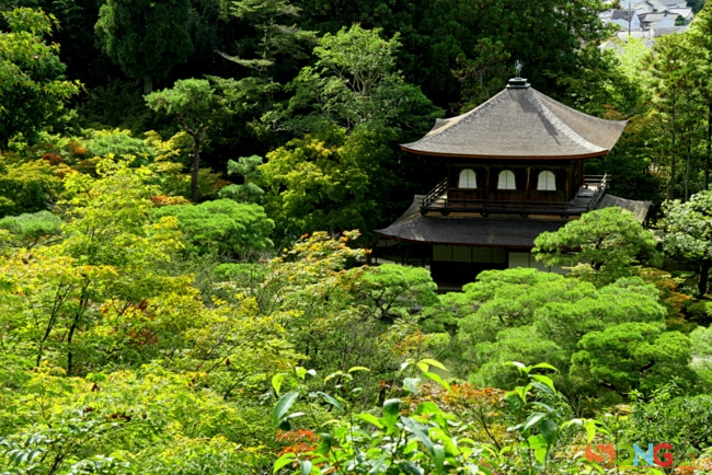 Từ trên cao, chùa Bạc ẩn hiện giữa muôn màu xanh cây lá.