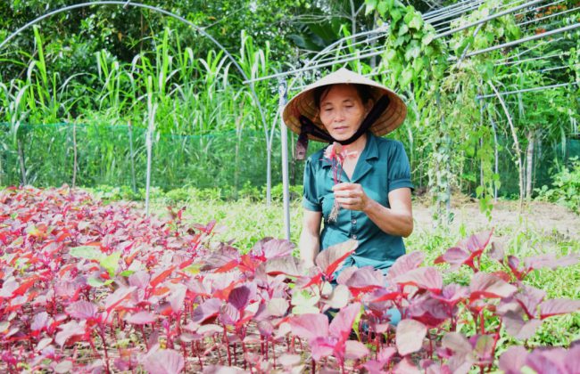 Bà Võ Thị Hồng Hoa, người đầu tiên làm rau sạch hữu cơ ở thôn Phước Chánh, xã Phú Thọ.