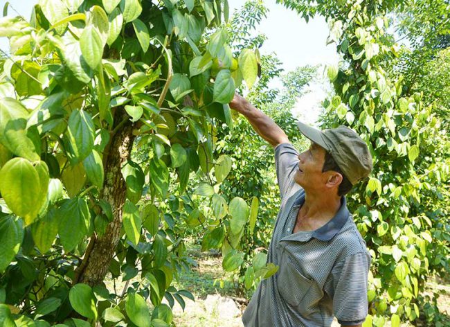 Nhờ có nguồn nước tưới và được chăm sóc đúng kỹ thuật nên vườn tiêu của ông Huỳnh Bá Viên (xã Tiên Mỹ) phát triển xanh tốt. Ảnh: P.H