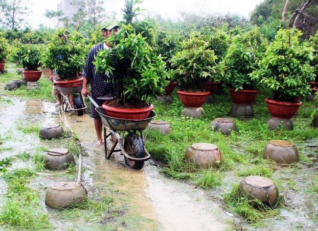 Người dân thủ phủ mai huyện An Nhơn, Bình Định dời chậu mai lên cao để tránh bão Nakri. Ảnh: Hạ Ly