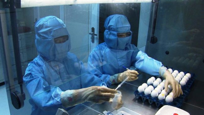 Việt Nam đã sản xuất thành công vắc-xin ngừa cúm A/H5N1 từ nguyên liệu trứng gà. Ảnh: Kỳ Nam