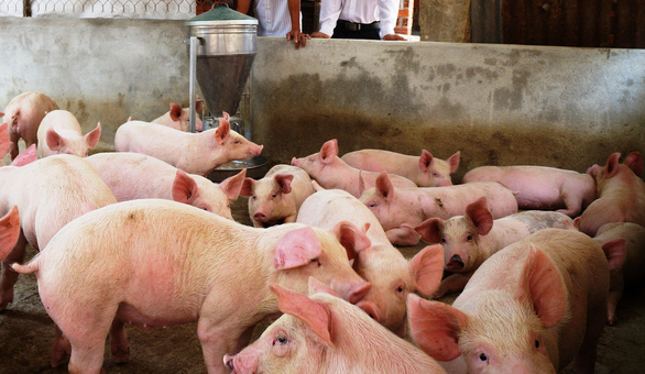 Dịch tả lợn châu Phi đã làm 11.807 con heo của 3.837 hộ dân bị nhiễm bệnh phải tiêu hủy bắt buộc