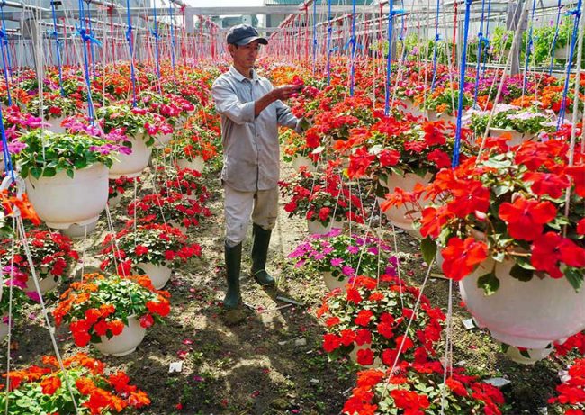Anh Thái Văn Trưởng chăm sóc các loại hoa treo được trồng trong nhà lưới.