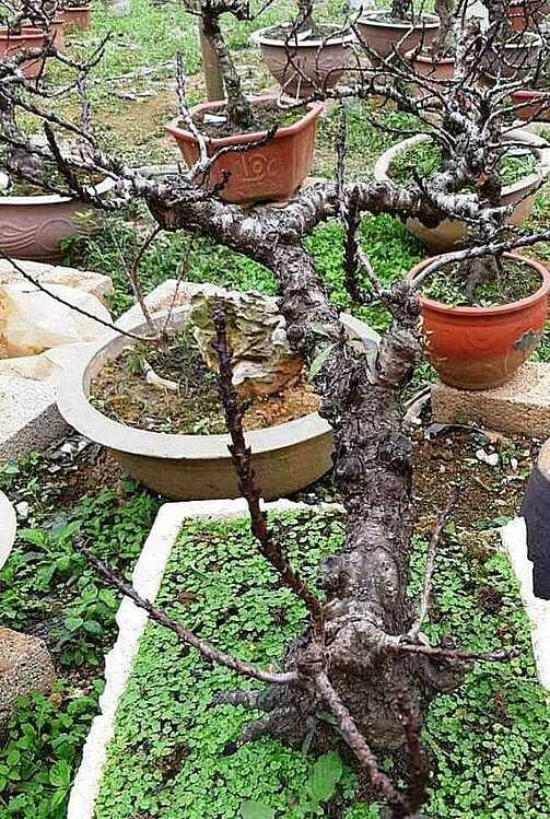 Cây đào thất thốn có tuổi đời 17 năm tại vườn nhà ông Chuyên. Ảnh: NVCC